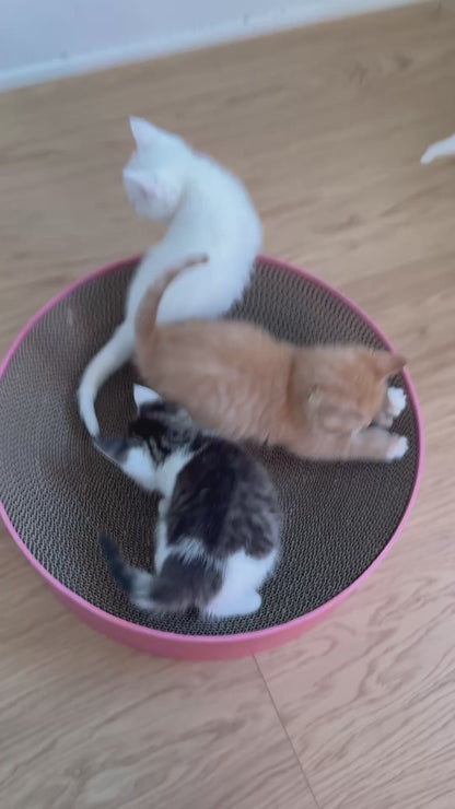 Kattekurv med integreret kradsepap