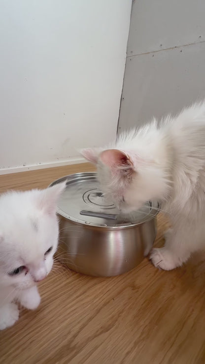 Katte drikkefontæne